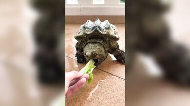 Neúspěšný pokus se želvou kajmankovou: Španělský chovatel chtěl předvést, jak zvíře kouše na povel, ale bez rukavic dostal bolestivou lekci