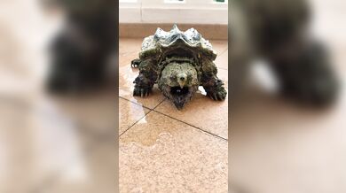 Neúspěšný pokus se želvou kajmankovou: Španělský chovatel chtěl předvést, jak zvíře kouše na povel, ale bez rukavic dostal bolestivou lekci