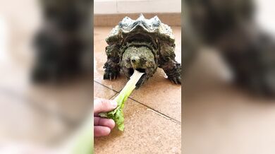 Neúspěšný pokus se želvou kajmankovou: Španělský chovatel chtěl předvést, jak zvíře kouše na povel, ale bez rukavic dostal bolestivou lekci