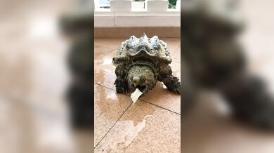 Neúspěšný pokus se želvou kajmankovou: Španělský chovatel chtěl předvést, jak zvíře kouše na povel, ale bez rukavic dostal bolestivou lekci