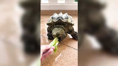 Neúspěšný pokus se želvou kajmankovou: Španělský chovatel chtěl předvést, jak zvíře kouše na povel, ale bez rukavic dostal bolestivou lekci
