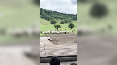 Pastevecký pes zahnal stádo stovek ovcí do ohrady za několik minut
