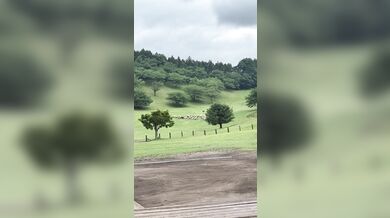 Pastevecký pes zahnal stádo stovek ovcí do ohrady za několik minut