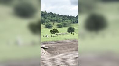 Pastevecký pes zahnal stádo stovek ovcí do ohrady za několik minut