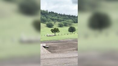 Pastevecký pes zahnal stádo stovek ovcí do ohrady za několik minut