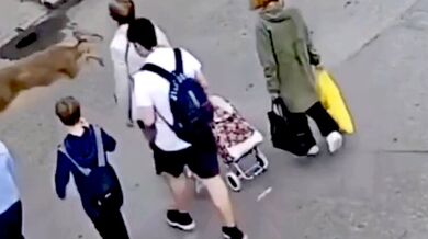 Ženu na přechodu v plném běhu srazil divoký srnec a pak utekl do lesa