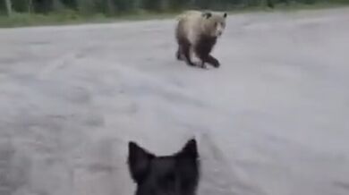 Turistka s psem zahnala zvědavého grizzlyho hozeným hrnkem s kávou