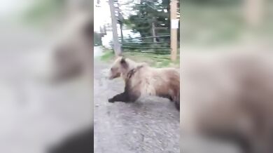 Turistka s psem zahnala zvědavého grizzlyho hozeným hrnkem s kávou