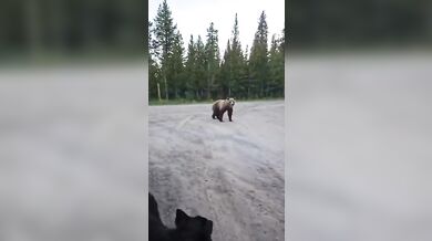 Turistka s psem zahnala zvědavého grizzlyho hozeným hrnkem s kávou