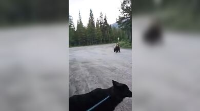 Turistka s psem zahnala zvědavého grizzlyho hozeným hrnkem s kávou