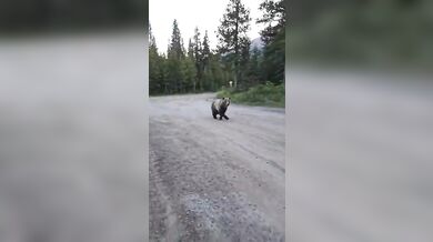Turistka s psem zahnala zvědavého grizzlyho hozeným hrnkem s kávou