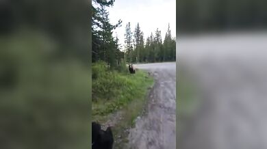 Turistka s psem zahnala zvědavého grizzlyho hozeným hrnkem s kávou