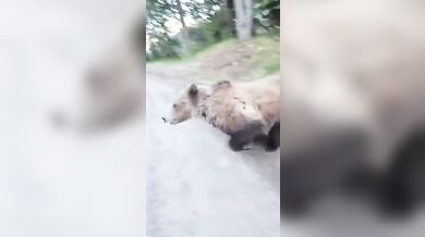 Turistka s psem zahnala zvědavého grizzlyho hozeným hrnkem s kávou