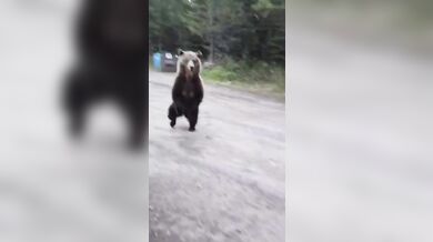 Turistka s psem zahnala zvědavého grizzlyho hozeným hrnkem s kávou