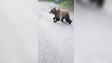 Turistka s psem zahnala zvědavého grizzlyho hozeným hrnkem s kávou
