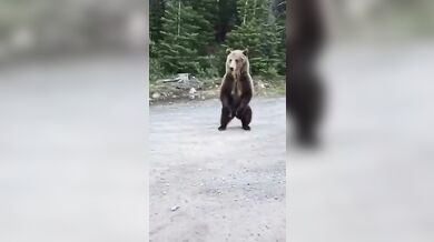 Turistka s psem zahnala zvědavého grizzlyho hozeným hrnkem s kávou