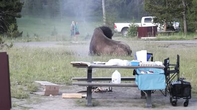 Rozzuřený bison vyhodil turistu dva metry do vzduchu a těžce ho zranil