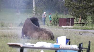 Rozzuřený bison vyhodil turistu dva metry do vzduchu a těžce ho zranil