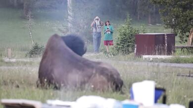 Rozzuřený bison vyhodil turistu dva metry do vzduchu a těžce ho zranil