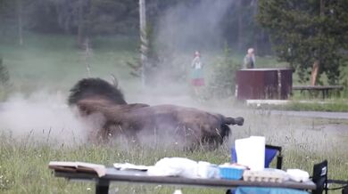 Rozzuřený bison vyhodil turistu dva metry do vzduchu a těžce ho zranil