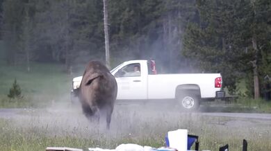 Rozzuřený bison vyhodil turistu dva metry do vzduchu a těžce ho zranil