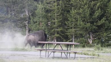 Rozzuřený bison vyhodil turistu dva metry do vzduchu a těžce ho zranil