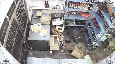 Divoce žijící levhart vtrhl do obchodu s alkoholem a napadl prodavače