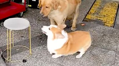 Vtipná doga a corgi v Číně: Dva psi na sebe divoce štěkají přes sklo, ale bez bariéry jsou úplní kamarádi