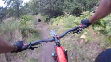 Setkání s medvědem #29