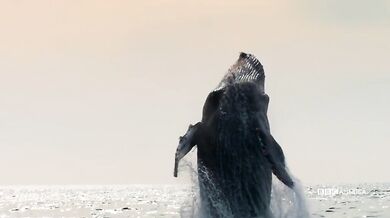 Trailer - Planet Earth: Blue Planet II