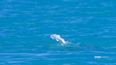 Trailer - Planet Earth: Blue Planet II