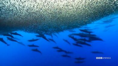 Trailer - Planet Earth: Blue Planet II