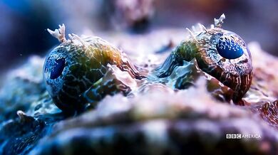 Trailer - Planet Earth: Blue Planet II