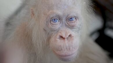 Vzácná bílá orangutanka