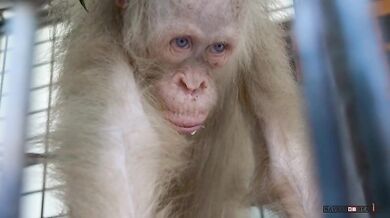 Vzácná bílá orangutanka