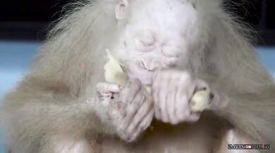 Vzácná bílá orangutanka