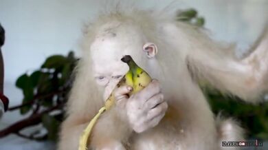 Vzácná bílá orangutanka