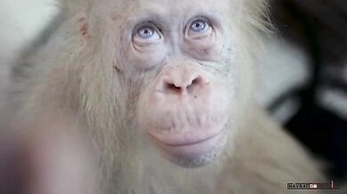 Vzácná bílá orangutanka