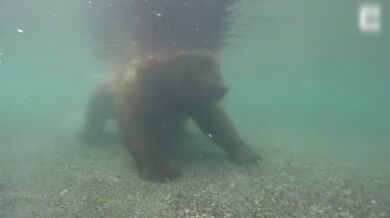 Lov medvěda pod vodou (foto + video)