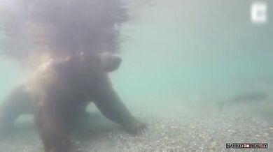 Lov medvěda pod vodou (foto + video)