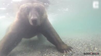 Lov medvěda pod vodou (foto + video)