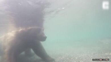 Lov medvěda pod vodou (foto + video)