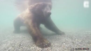 Lov medvěda pod vodou (foto + video)
