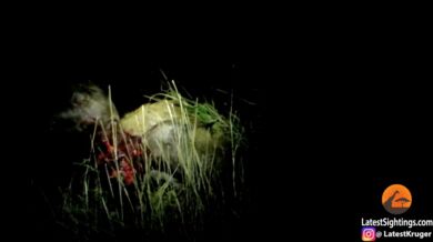 Hyeny zabijou svého druha