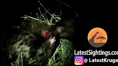 Hyeny zabijou svého druha