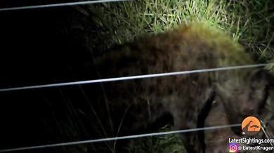 Hyeny zabijou svého druha