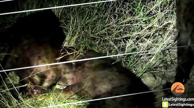 Hyeny zabijou svého druha