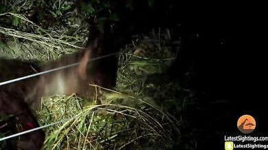 Hyeny zabijou svého druha