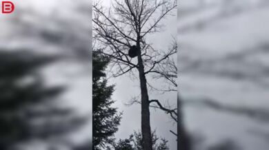 Setkání s medvědem #31