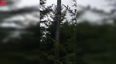 Setkání s medvědem #31